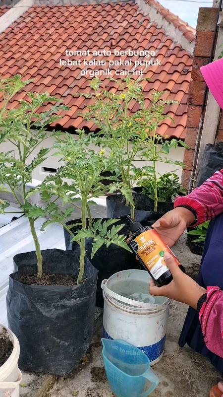 pupuk rutin mingguanku #pupukinfarm #pupukorganik #pupuktanaman #RacunShopee #berkebun #menanam #berkebundirumahaja #tips