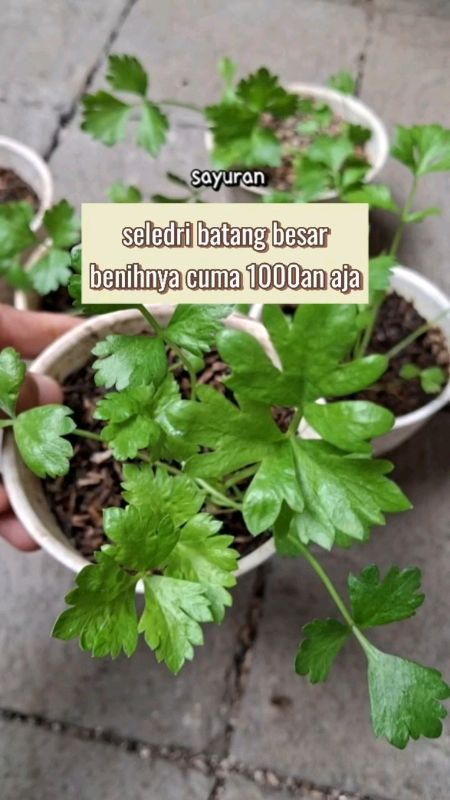 jangan lupa sayuran ini mesti ada dikebun #benihseledri #benihseledribatangbesar #benihsayur #benihseribuan #RacunShopee #ViralDiShopeeVideo