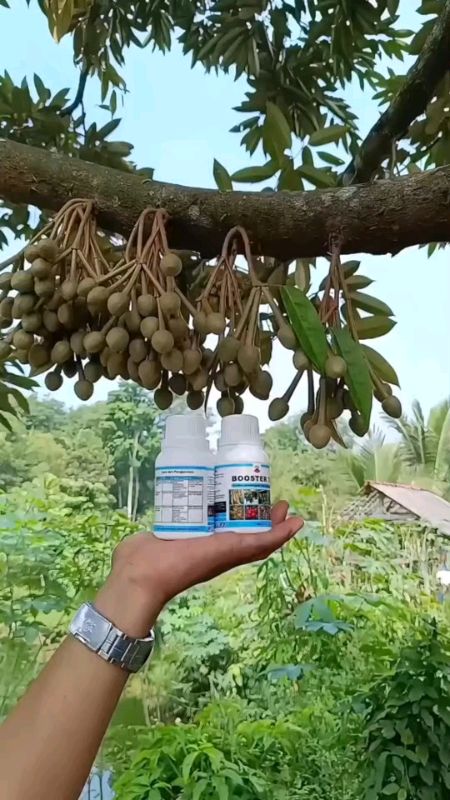 pupuk buah boster 76  original #fypシ #RacunShopeeAksesoris