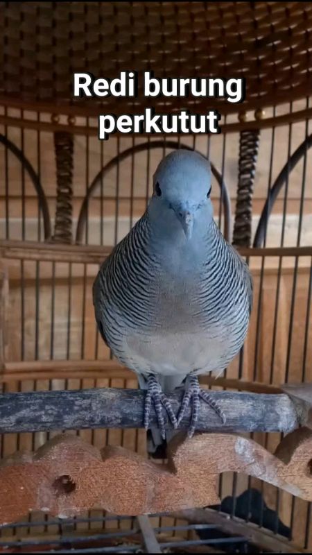 rediy burung perkutut #perkutut #perkututlokal #perkututgacor #perkututlokalgacor #burungperkutut #perkututmania #ViralDiShopeeVidio #CODinApa
