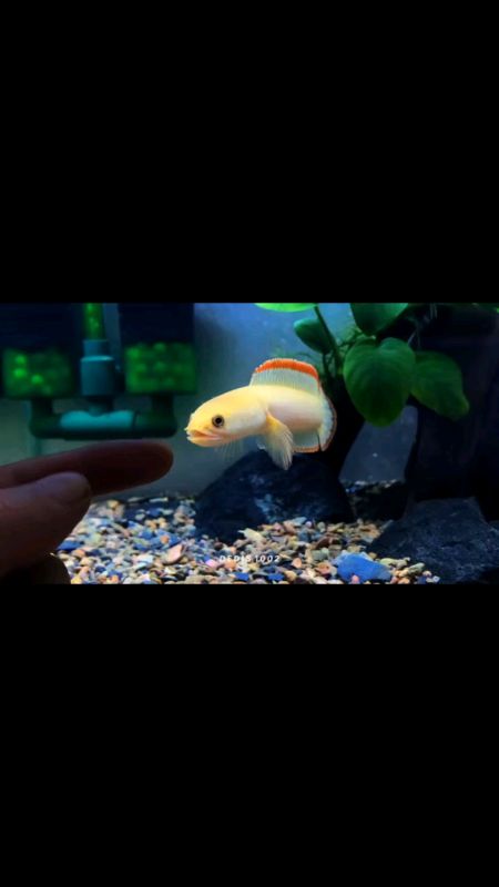 limbata golden xantic #channalimbata #limbata #shoopevideo #viral #shoopeevidio #PromoNontStop