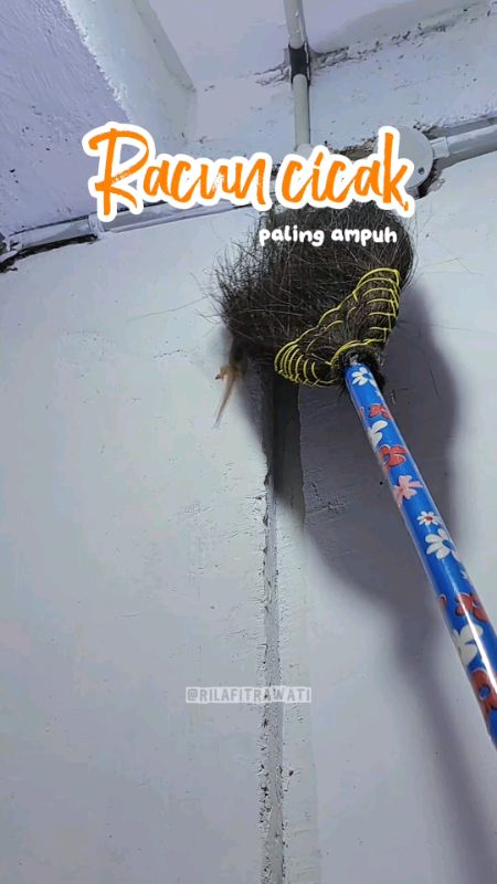 racun cicak paling ampuh #SpillRacunShopee #GratisOngkirRP0 #racuncicak #pembasmicicak #racuncicakherbal