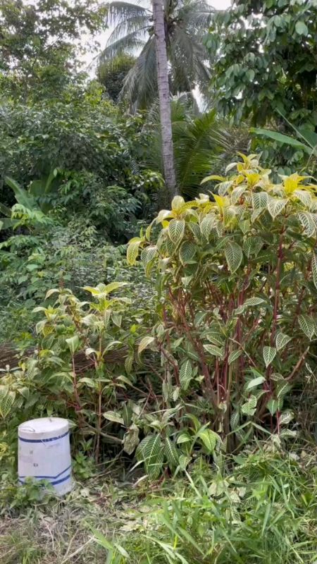 Mesin Potong Rumput #dijamintahan #DijaminPuas💯 #dijaminterlindung