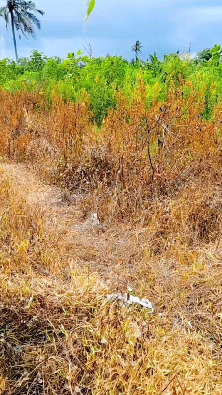 herbisida pembasmi rumput liar dosis sedikit satu kali semprot rumput musnah  #herbisidapembasmirumputliar #rumputgulmaberkayuhancur #rumputlulangan