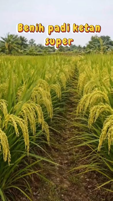 Bibit padi unggul Ketan Putih Super #bibitpadiketanputih #benihpadiketanputih #padiketanputihsuperunggul #petaniindonesia??????? #petanimuda