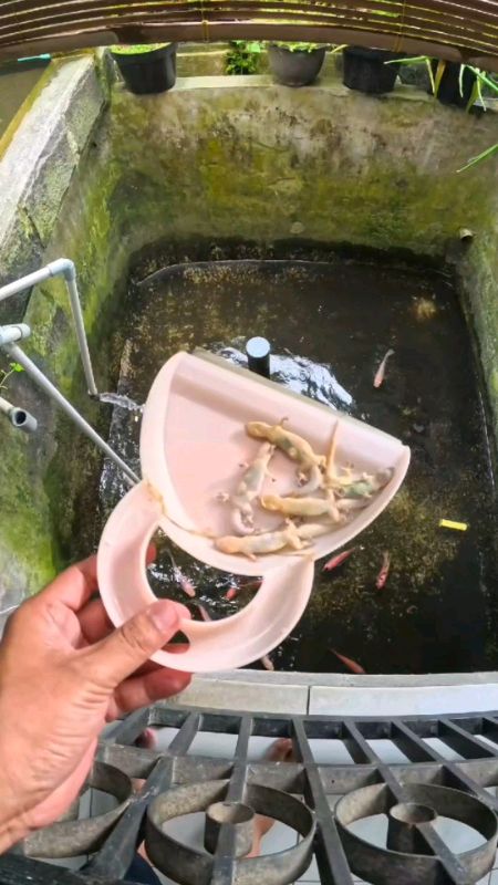 racun cicak ampuh #ShopeeCOD #GratisOngkirRp0 #PromoNonStop #RacunShopee #GakNyeselBeliIni #ViralDiShopeeVideo #SpillRacunShopee