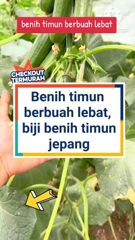 Benih timun berbuah lebat #timunjepang #RacunShopeeCheck #RacunShopee #shopeevideo  #TermurahDiShopee #GakNyeselBeliIni