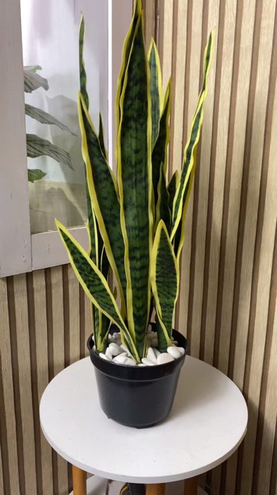 Tanaman artificial sansivera hiasan rumah sudut ruangan, dekorasi kantor, vila, hotel dll #tanamanartificial #hiasanrumah #dekorasi #tanamanbuatan