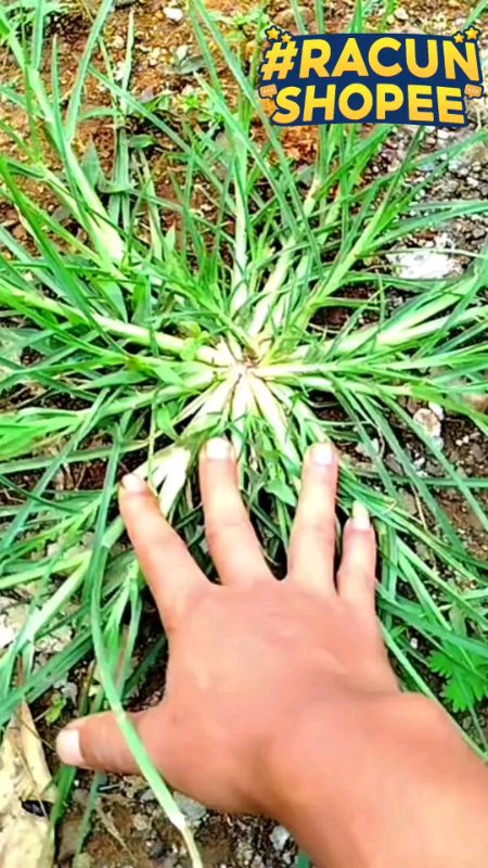Krestara#krestara #krestaraherbisida #basmirumput #BasmiRumputCepat #herbisida #herbisidamurah #petani