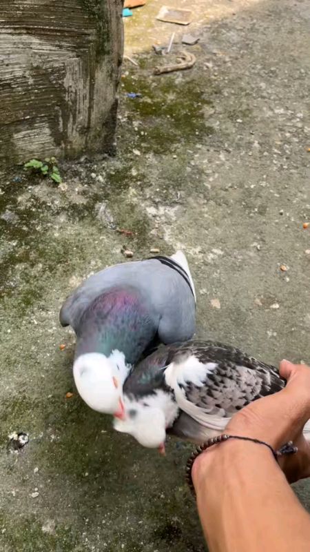 Burung merpati #burungmerpati #burungmerpatigiring #merpatilovers #merpati #merpatikolongbebas #merpatibalap #merpatiplontang