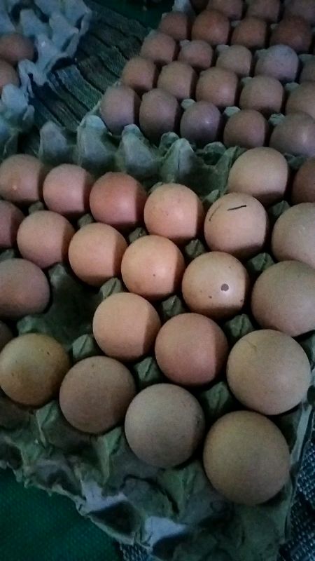 Telur diskon 50% Dijam tertentu yuk di war, klik keranjang ini yah packing dijamin aman 😁#fypシ #telurayam #telur