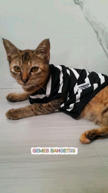 kucingnya jadi tambah gemas #fyppppppppp #bajukucinglucu #bajukucingkarakter #bajukucingcute #fypシ #genzstyle