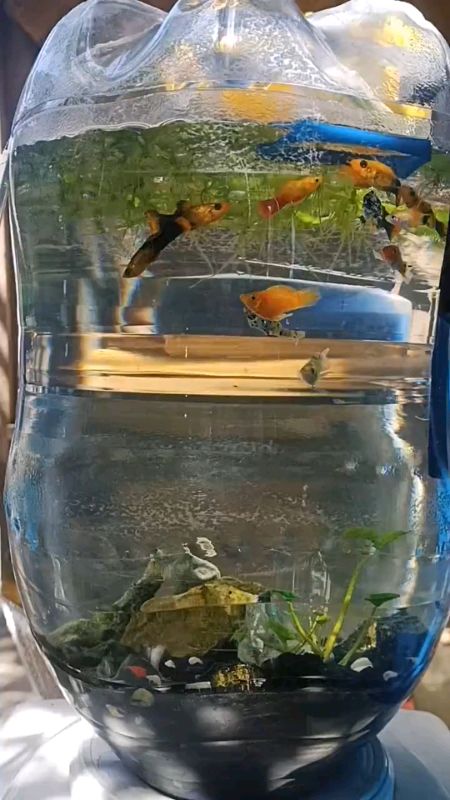 cumaa 15rb.an dpt ikan cantik sebanyak ini🤩🤤 #ikanmurah #ikanhidup #ikanhias #ikanmolly #pakanikan