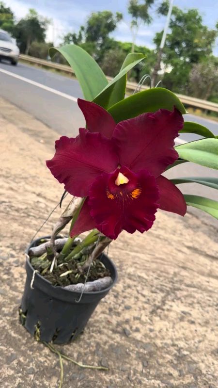 #cattleya #merahdelima