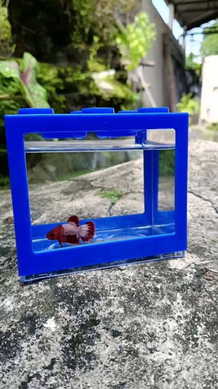Aquarium mini Ikan Cupang Acrylic #SpillRacunShopee #RacunShopeeCheck #SpillBawaBerkah #ShopeeCOD #ShopeeVideoCreator #Cashback50Persen