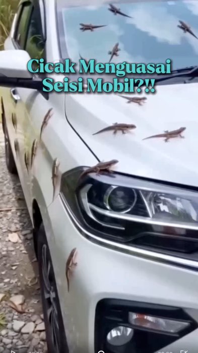 Cicakpun menguasai mobil 😩 #wiselieindonesia #anticicak