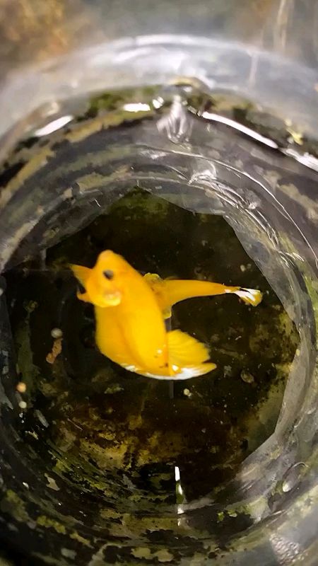 Plakat Yellow fccp ikan cupang #foryou #RacunShopee #ViralDiShopeeVideo #ShopeeLook #ShopeeCOD