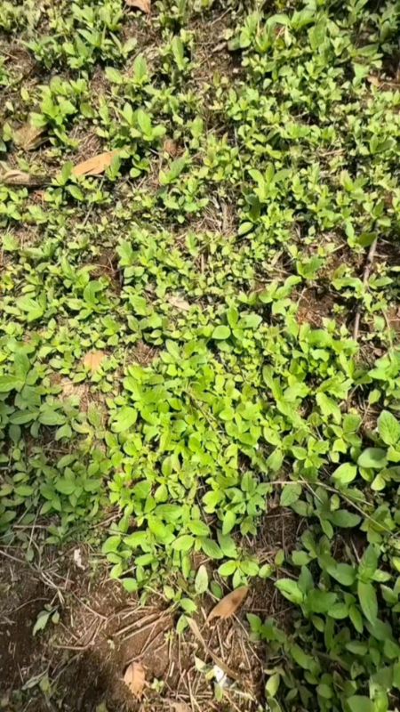 CANGKUL GULMA/RUMPUT LIAR ORIGINAL #cangkulgulma #original #fypシ #f #semuaorang