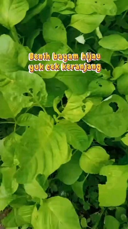 bibit bayam hijau#tanamanbayam#bayamhijau#cod#petanimuda#fyp