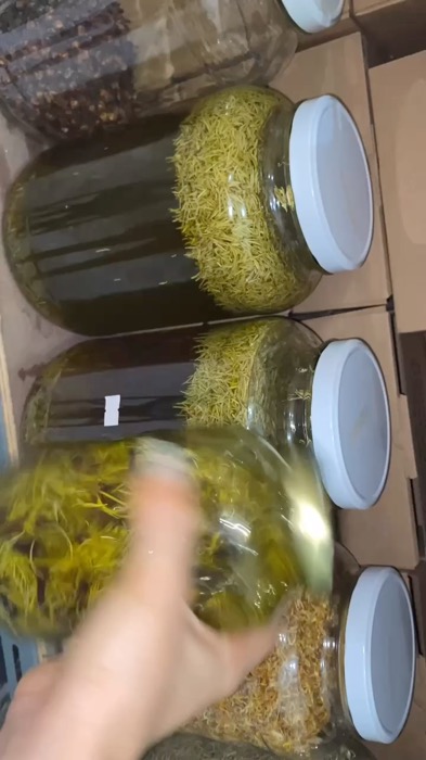 Rosemary infused #hairgrowth #haircare #rosemary #oliveoil