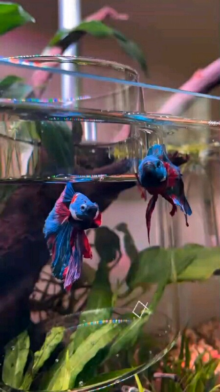 Hm Dan PK Multicolor Ready Male/Female #bluerim #barongsai #cupang #fypシ #dumboear #crowntail #serit #hatmon #halfmoon #betinacupang #femalecupang