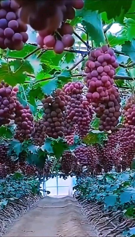 Pupuk Pelebat Buah Booster 88 #booster88 #booster76 #kemasanbaru #RacunShopee #pupukpelebatbuah