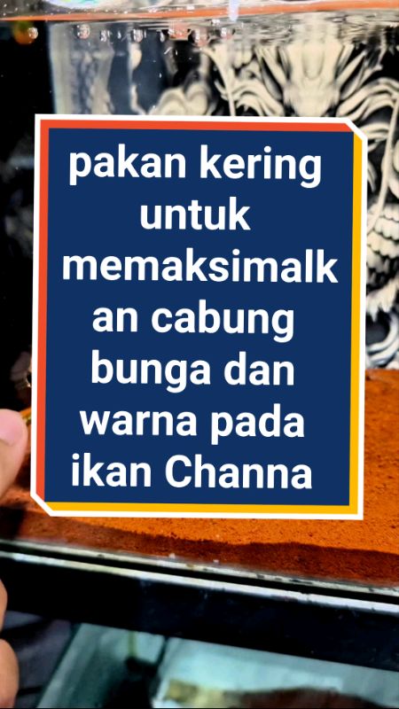 pakan ikan Channa #magotkering #pakanchanna #makananchanna #Diskon50Persen #Diskon40RB #ShopeeLook #RacunShopee #bogohunter