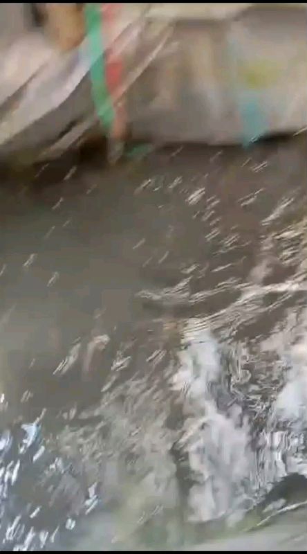 ready lagi bibit ikan lele di bandung . mangga yang minat bisa langsung di order atau datang ke lokasi