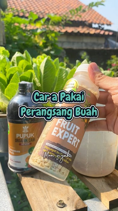 Langsung di cekout gays!! Mumpung murah! #perangsangbuah #perangsangbuahorganik #paketberbuahlebat #paketberbuahlebatinfarm #pelebatbuah #pupukbuah