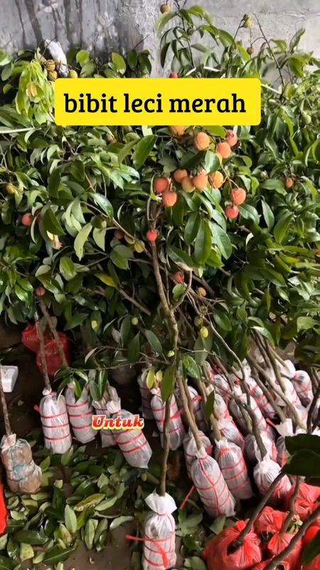 bibit leci merah hasil cangkok #bibitleci #bibitlecimerah #bibitlecibiwa #shopeevideo #SpillBawaBerkah #RacunShopee