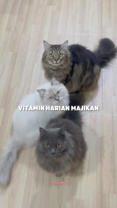 #RacunShopee #kucinggemoy #vitaminkucing