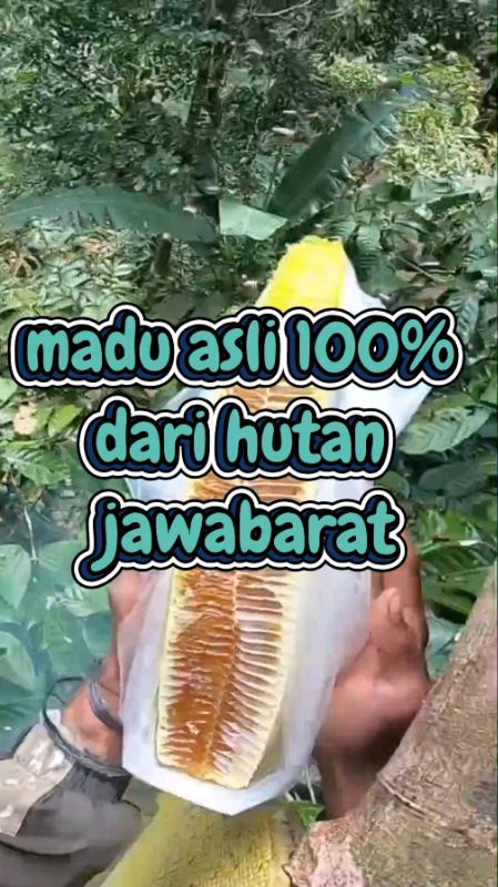 madu asli dari hutan indonesia e jamin 100% #maduasli #madumurni