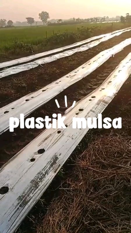 #mulsa#plastikmulsa#plastikmulsapertanian#plastikmulsahitamperak#plastikmulsamurah#PlastikMulsaTanaman#PLASTIKMULSA1ROL#mulsapertanian#mulsaplastik