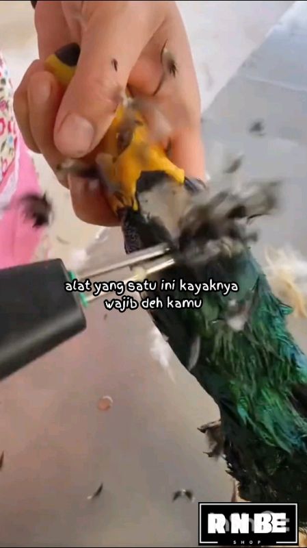 pencabut bulu ayam  #pencabutbulu #pencabutbuluayam #pencabutbuluampuh #DiskonRacunShopeee #Diskon70Persen #DiskonShopeeVidio