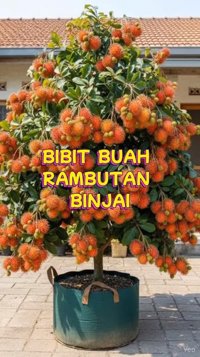 bibit rambutan binjai #rambutan #RacunShopee