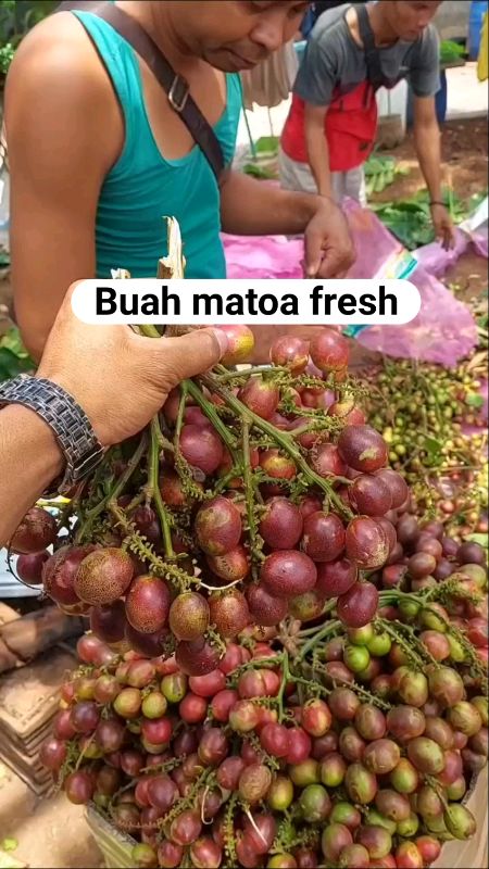 Buah matoa daging tebal #buahsegar #racunshope #gratisongkir #videoshopee #GratisOngkirRPO #buahmatoa