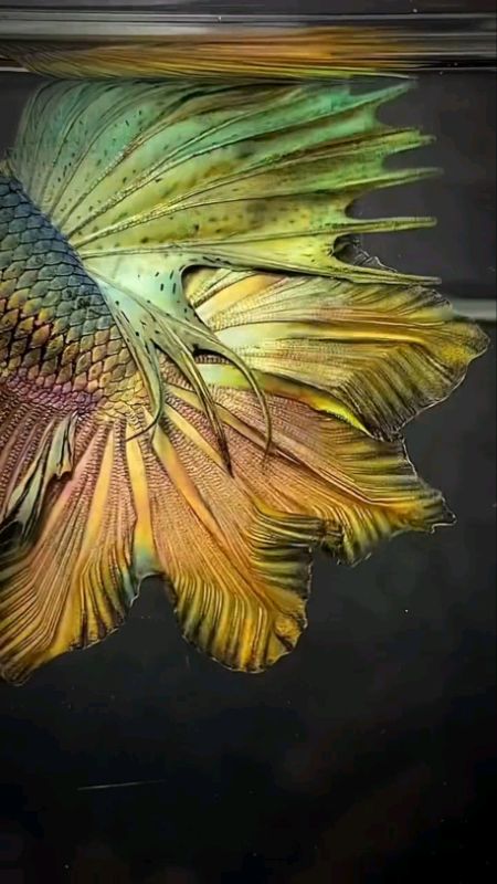 cupang halfmoon #ikan #aquarium #fyp #ShopeeVideoCreator #chanalovers #cupangmulticolour