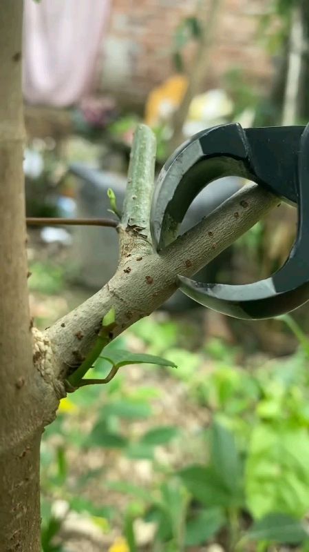 catok bonsai super tajam baja karbon #bonsai #catokanbonsai #krekutbonsai #RacunShopee #GakNyeselBeliIni #GratisOngkirRP0