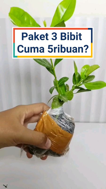 murah pol guyss #bibitbumbudapur #bibitdaunjeruk #bibitdaunsalam #RacunShopee #SpillRacunShopee #ViralDiShopeeVideo