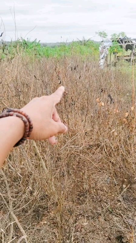 herbisida krestara 135sl+Metsul dosis sedikit rumput hancur ke akar nya #herbisidakretara135sl+Metsul #semuajenisrumputhancurkeakarnya#ruputlulangan