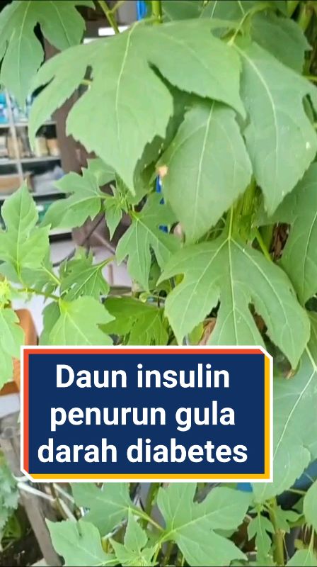 bibit tanaman obat daun insulin #tanaman herbal daun insulin# obat diabetes pohon insulin #daun herbal obat diabetes #daun insulin penurun gula darah#
