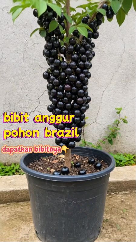 bibit anggur pohon brazil berkualitas #bibit #anggurpohonbrazil