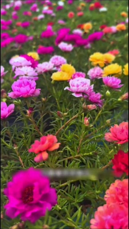 Bunga krokot moserose #benihbunga #krokot #moserose #benihbungakrokot