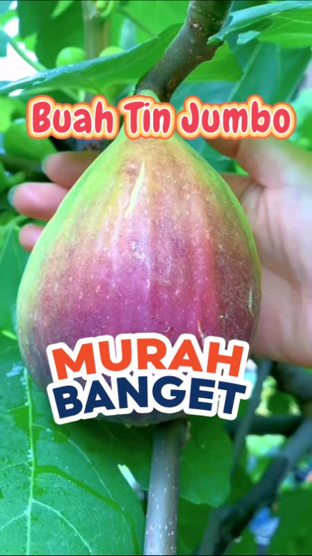 Buah Surga#fypシ #fyp #RacunShopeeCheck #racunshopeee #racunshopeemurah #buahtinsegar #ShopeeCOD