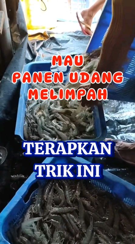 Mau panen UDANG MELIMPAH❗Terapkan CARA ini  #udangvanamei #panenudang #lobster #tambakudang#shopee  #udanglobster #ShopeeCOD #shopeevideo #ShopeeLook