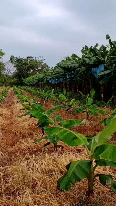 Order Diskon👆 Pembasmi Rumput Luar Ampuh #pembasmirumputliar #herbisidarumputliar #TermurahDiShopee #ShopeeCOD #GratisOngkirRP0 #PromoNonStop