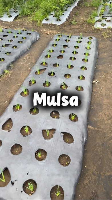 #mulsa#mulsapertanian#mulsabadak#mulsaplastikpertanian1roll#mulsaplastikhitamperak#mulsaperak#plastikmulsacabai#plastikmulsahitamperak#Mulsabell#mulsa