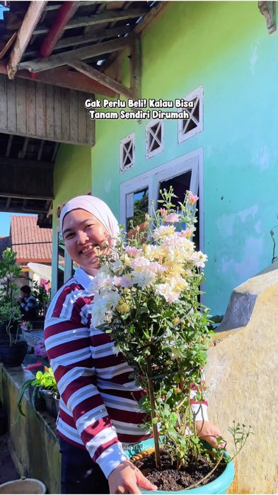 Bunga Krisan #bunga #bungakrisan #aster #krisanaster #bungakrisanhidup #RacunShopee #BadaiTapiBudget #ShopeeLook #CODinApa #GratisOngkirRP0 #cod