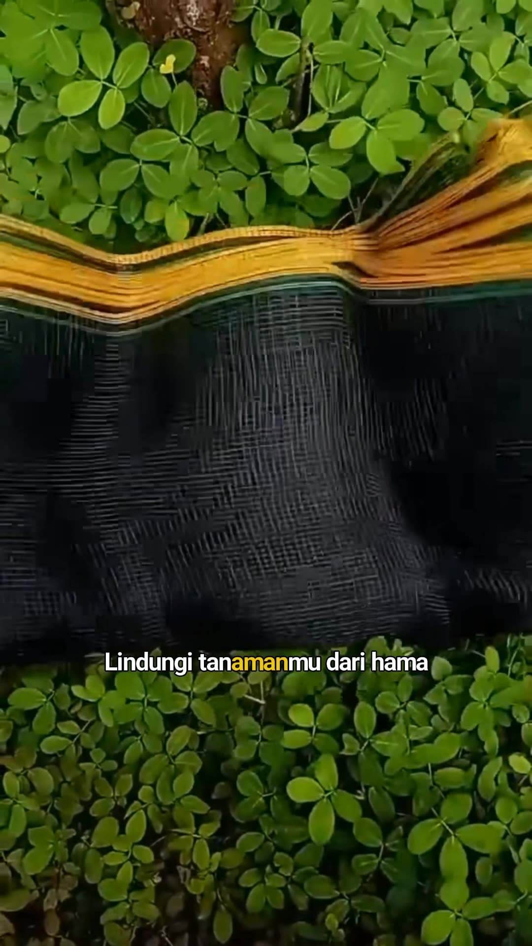 Jaring Pagar Tanaman #jaringpagartanaman #jaringpagarmurah #jaringayamtali #RacunShopee #SpillRacunShopee #ViralDiShopeeVideo #DiskonRacunShopee