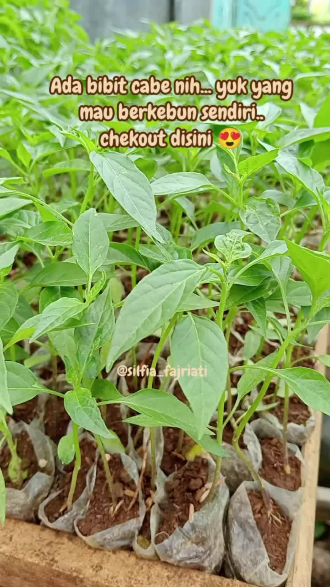 #RacunShopee #SpillRacunShopee #ViralDiShopeeVideo #GakNyeselBeliIni #GratisOngkirRP0 #DiskonRacunShopee #bibitcabai